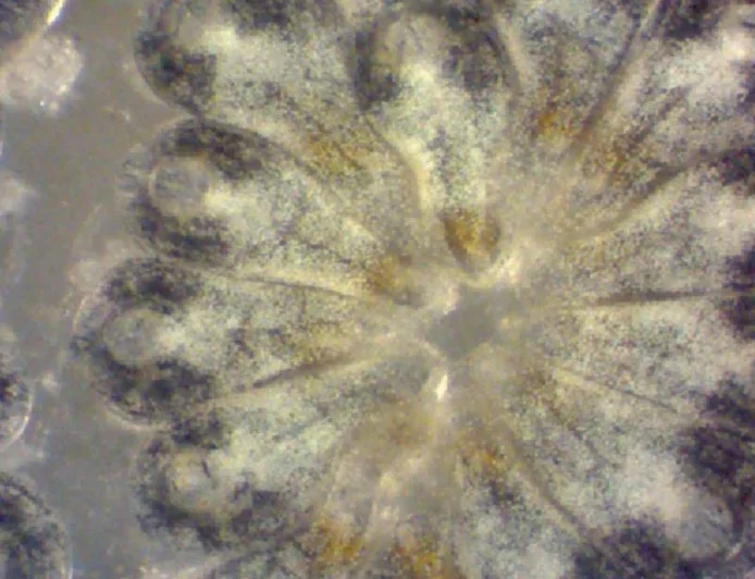 Dalla biologia marina alla neuromodulazione: un piccolo organismo aiuta a capire come l'elettricità influenza i geni