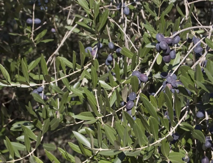 Trieste, Il progetto AI-GRAPE a Olio Capitale: innovazione e difesa dell'olivo con tecnologie digitali e IA