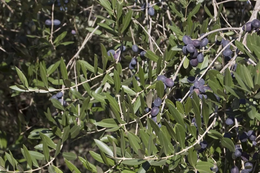 Trieste, Il progetto AI-GRAPE a Olio Capitale: innovazione e difesa dell'olivo con tecnologie digitali e IA