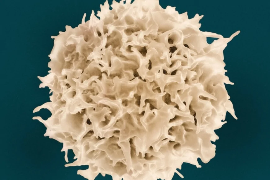 Accademia di Medicina di Torino: il 24 marzo la seduta scientifica "Il sistema immunitario: differenze di genere"