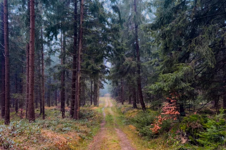 Ambiente: i disturbi sulle foreste europee potrebbero raddoppiare entro la fine del secolo