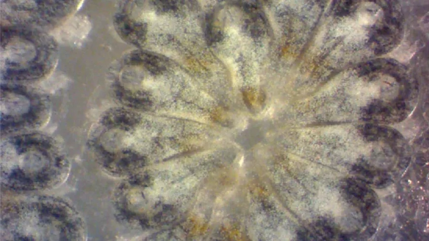 Dalla biologia marina alla neuromodulazione: un piccolo organismo aiuta a capire come l'elettricità influenza i geni