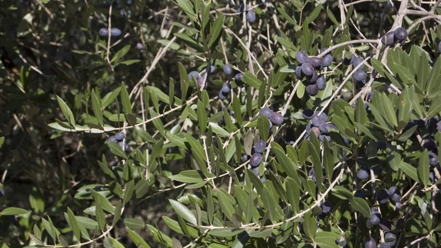 Trieste, Il progetto AI-GRAPE a Olio Capitale: innovazione e difesa dell'olivo con tecnologie digitali e IA