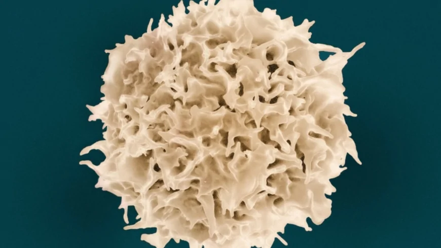 Accademia di Medicina di Torino: il 24 marzo la seduta scientifica "Il sistema immunitario: differenze di genere"