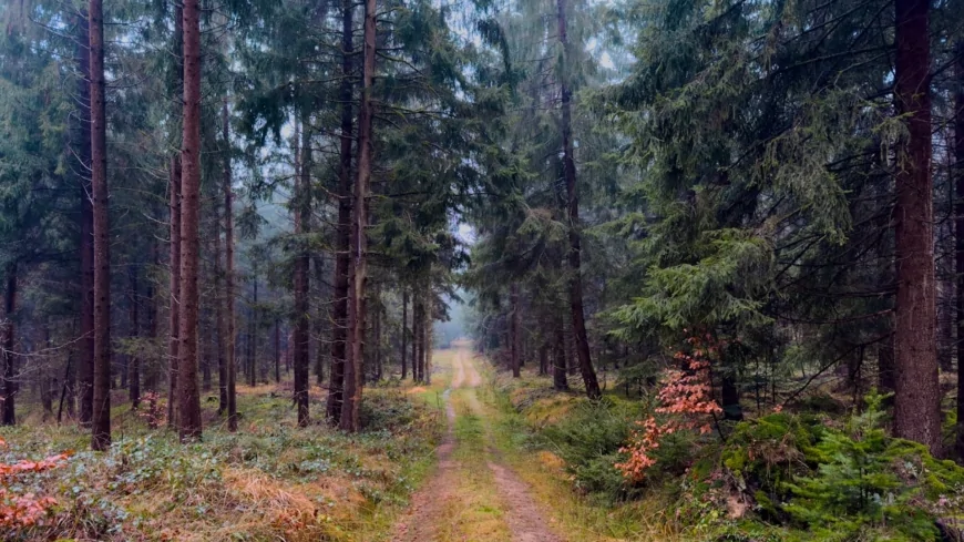Ambiente: i disturbi sulle foreste europee potrebbero raddoppiare entro la fine del secolo