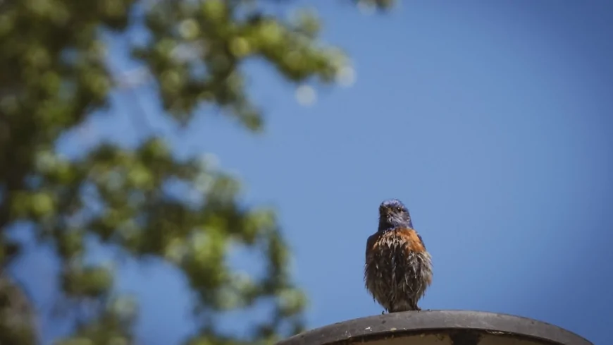 Milano, rigenerazione urbana: presentato al MIPIM di Cannes il progetto per lo sviluppo sostenibile di Piazza d'Armi