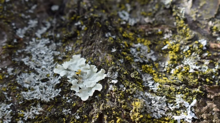 Ambiente, dai freni agli pneumatici: i licheni per tracciare la dispersione di microplastiche e metalli tossici in città