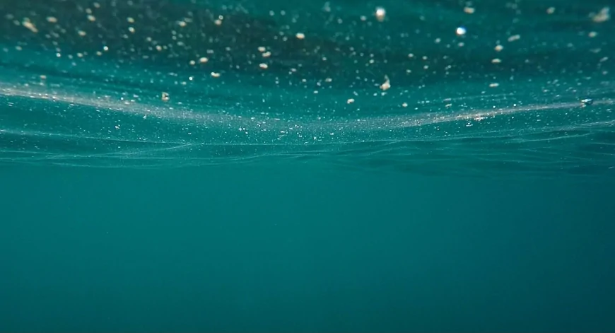 Mar Mediterraneo: nuove tecnologie identificano il "capodoglio pigmeo" grazie all'analisi del DNA ambientale