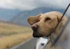 L'Unione Europea aggiorna le norme per gli animali da compagnia che viaggiano nell'UE
