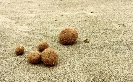 Inquinamento di mare: uno studio dell'ENEA rivela la presenza di microplastiche nelle sfere di Posidonia oceanica