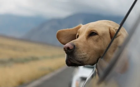 L'Unione Europea aggiorna le norme per gli animali da compagnia che viaggiano nell'UE