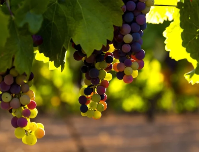 Verona, Vinitaly 2026: ENEA presenta una guida per il supporto delle aziende vitivinicole