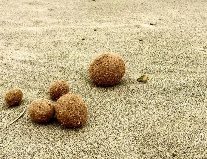 Inquinamento di mare: uno studio dell'ENEA rivela la presenza di microplastiche nelle sfere di Posidonia oceanica