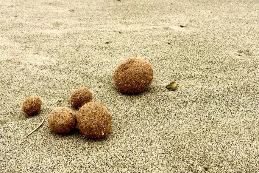 Inquinamento di mare: uno studio dell'ENEA rivela la presenza di microplastiche nelle sfere di Posidonia oceanica