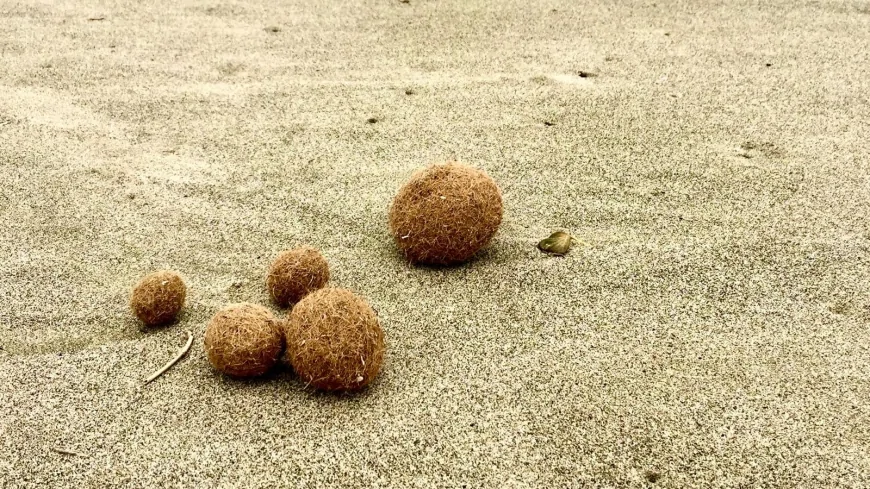 Inquinamento di mare: uno studio dell'ENEA rivela la presenza di microplastiche nelle sfere di Posidonia oceanica