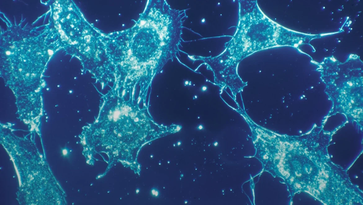 Medicina rigenerativa e cellule staminali: nuove prospettive per lo sviluppo di terapie innovative