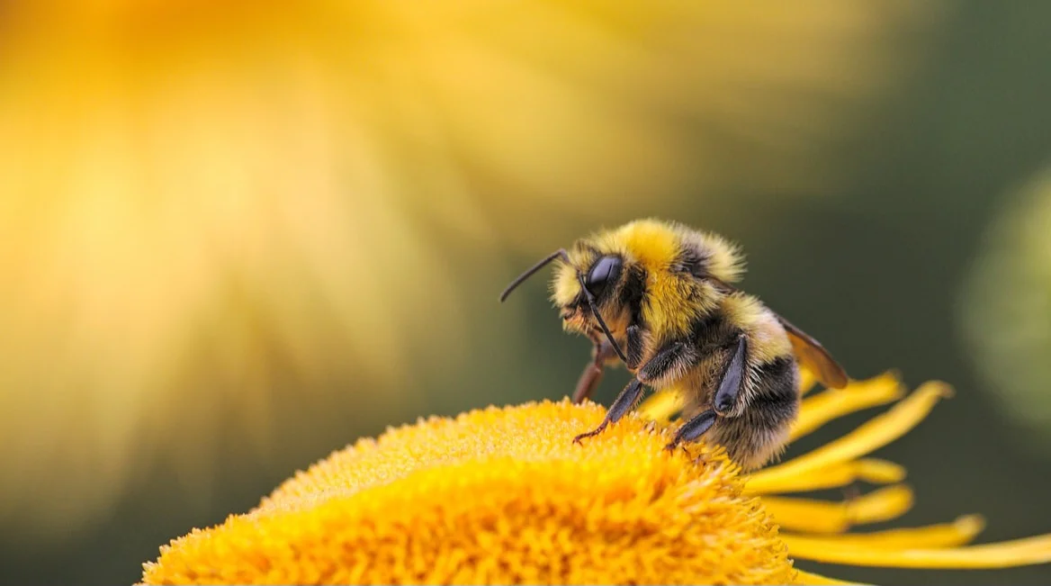 Apicoltura: ENEA sviluppa una nuova molecola contro i parassiti delle api senza rischi per l'ambiente