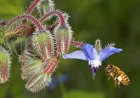 Giornata Mondiale delle Api: il 20 maggio WWF Roma ricorda il legame vitale tra uomo e impollinatori 