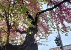 Comune di Milano: l'incontro del Collegio dei Garanti del Verde per la gestione e la valorizzazione del verde urbano