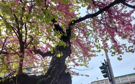 Comune di Milano: l'incontro del Collegio dei Garanti del Verde per la gestione e la valorizzazione del verde urbano