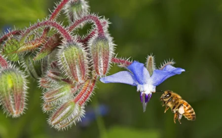 Giornata Mondiale delle Api: il 20 maggio WWF Roma ricorda il legame vitale tra uomo e impollinatori 