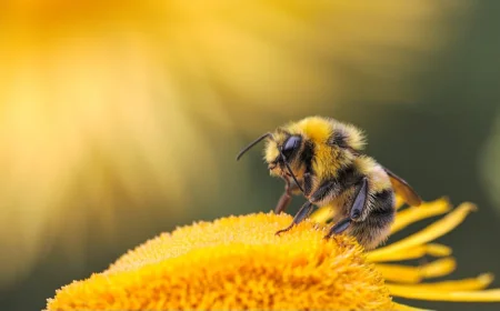Apicoltura: ENEA sviluppa una nuova molecola contro i parassiti delle api senza rischi per l'ambiente