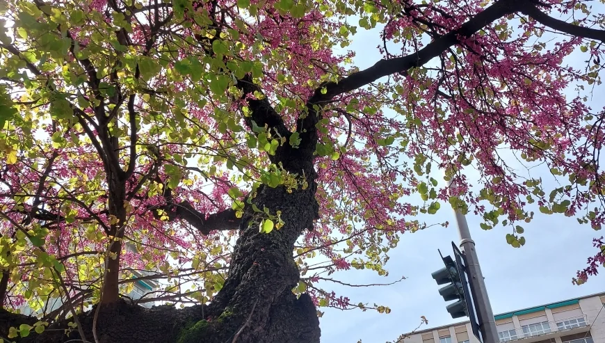 Comune di Milano: l'incontro del Collegio dei Garanti del Verde per la gestione e la valorizzazione del verde urbano