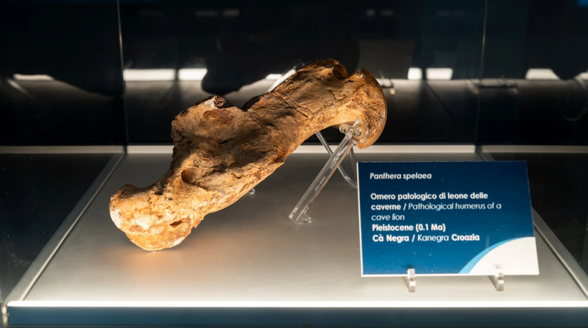 Università di Bologna e Padova: l'analisi di un omero fossile di un leone delle caverne vissuto tra 160 e 190 mila anni fa