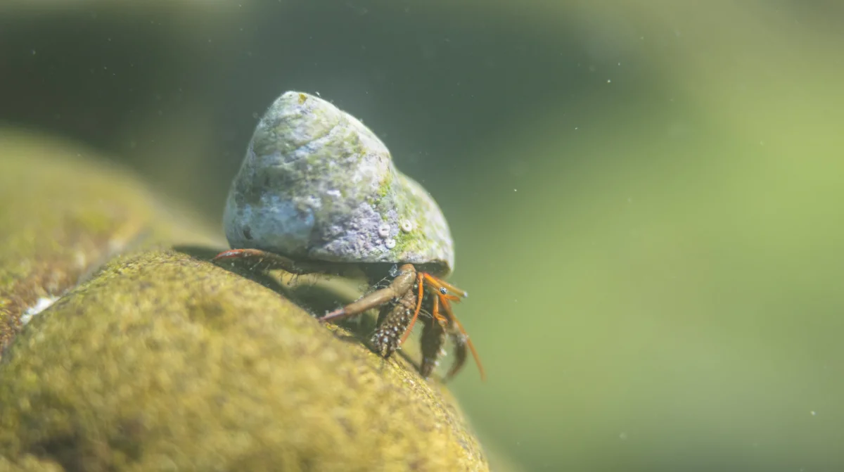 Venezia: al Museo di Storia Naturale Giancarlo Ligabue la mostra "Dentro e fuori dall'acqua"