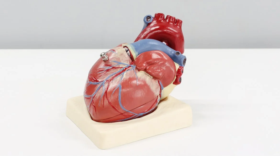 Cardiologia: uno studio dimostra che la procedura "redo-TAVI" risulta sicura ed efficace