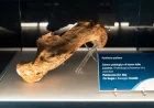 Università di Bologna e Padova: l'analisi di un omero fossile di un leone delle caverne vissuto tra 160 e 190 mila anni fa