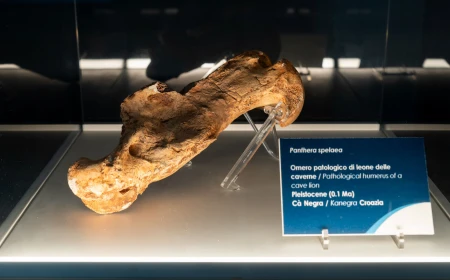 Università di Bologna e Padova: l'analisi di un omero fossile di un leone delle caverne vissuto tra 160 e 190 mila anni fa