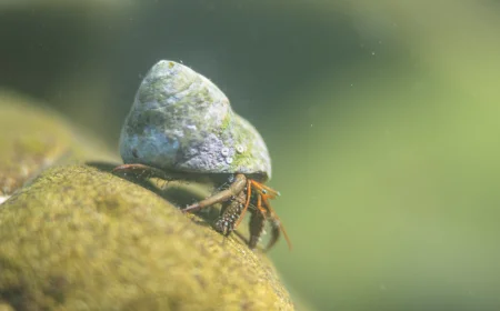 Venezia: al Museo di Storia Naturale Giancarlo Ligabue la mostra "Dentro e fuori dall'acqua"