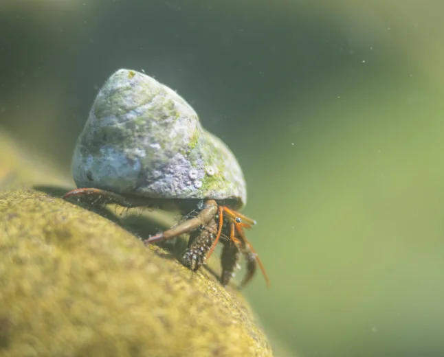 Venezia: al Museo di Storia Naturale Giancarlo Ligabue la mostra "Dentro e fuori dall'acqua"