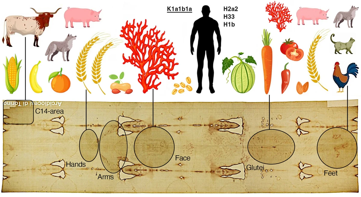 La storia recente della Sindone svelata dalle tracce di DNA rinvenute nei frammenti prelevati nel 1978