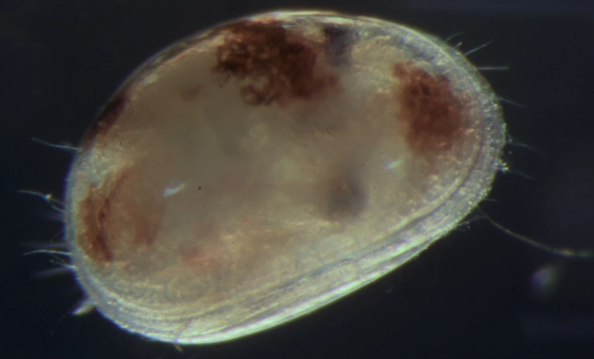 Anche gli ostracodi imparano e hanno “memoria”: una ricerca sulle capacità comportamentali dei piccoli crostacei acquatici