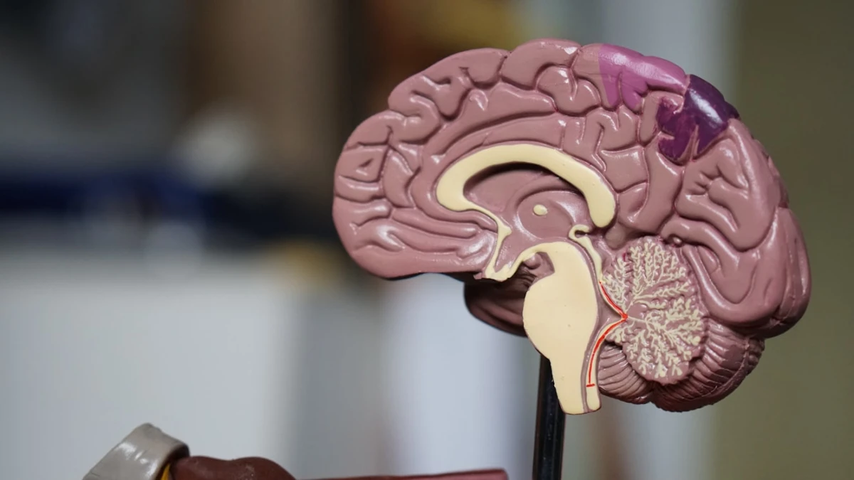 Alzheimer: scoperto un nuovo meccanismo che regola la perdita di sinapsi