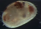 Anche gli ostracodi imparano e hanno “memoria”: una ricerca sulle capacità comportamentali dei piccoli crostacei acquatici