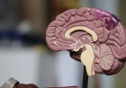 Alzheimer: scoperto un nuovo meccanismo che regola la perdita di sinapsi