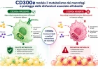 Obesità: identificato un "interruttore" naturale che difende il metabolismo