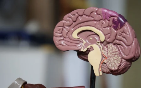 Alzheimer: scoperto un nuovo meccanismo che regola la perdita di sinapsi