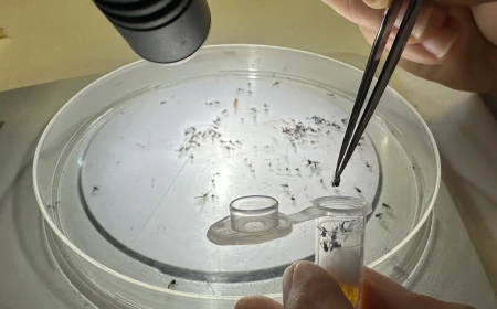 Zanzara tigre: sperimentata in Europa una piattaforma innovativa che ne riduce la capacità riproduttiva