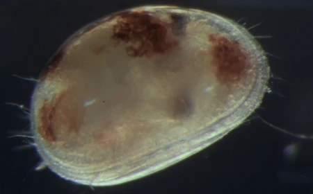 Anche gli ostracodi imparano e hanno “memoria”: una ricerca sulle capacità comportamentali dei piccoli crostacei acquatici