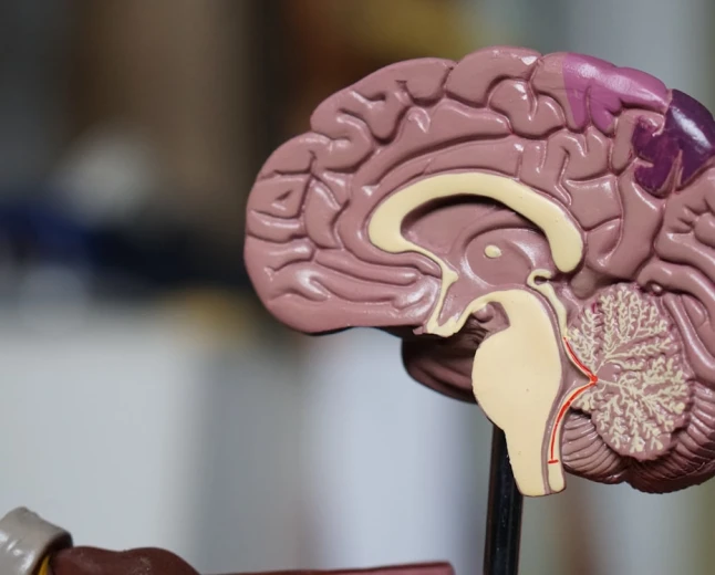 Alzheimer: scoperto un nuovo meccanismo che regola la perdita di sinapsi