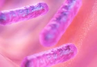 Distrofia di Duchenne: nuove evidenze sul ruolo del microbiota intestinale
