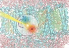 Fotosintesi, così inizia la cattura della luce