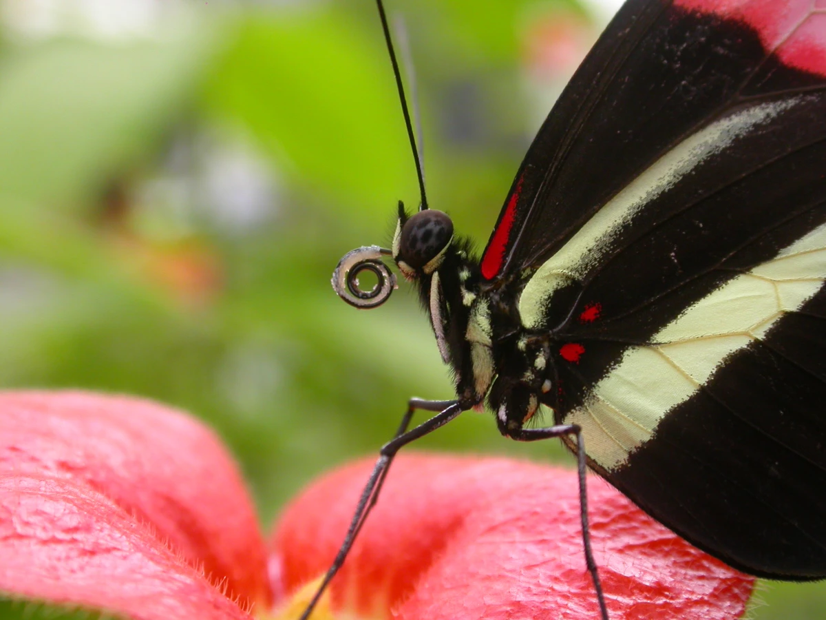 Come nasce una nuova specie? Uno studio sul genoma che coinvolge diverse popolazioni della farfalla Heliconius erato