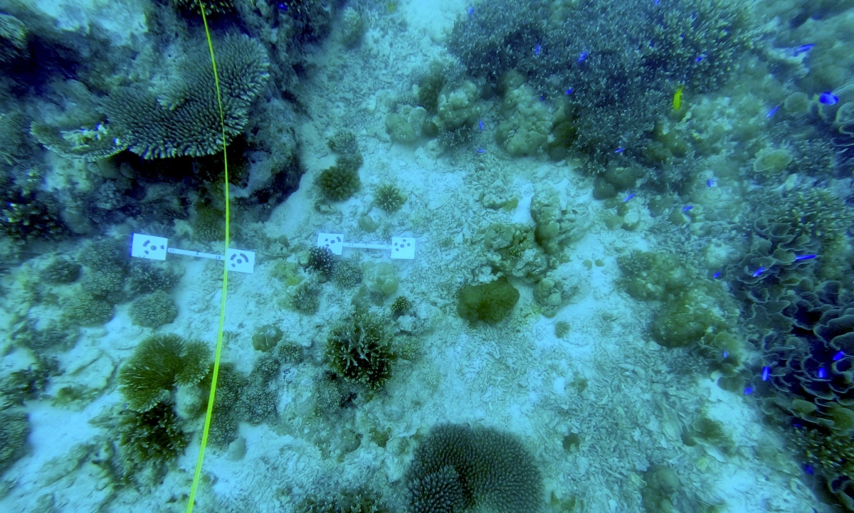Progetto europeo SEASTRONG: conclusa a Seychelles una missione che studia le difese naturali delle coste tropicali