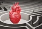 Padova protagonista della cardiologia interventistica