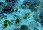 Progetto europeo SEASTRONG: conclusa a Seychelles una missione che studia le difese naturali delle coste tropicali